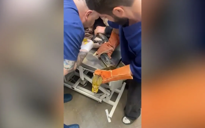 Неудачная попытка побега к ветеринару: питон Вася застрял в лампе, пытаясь сбежать из дома